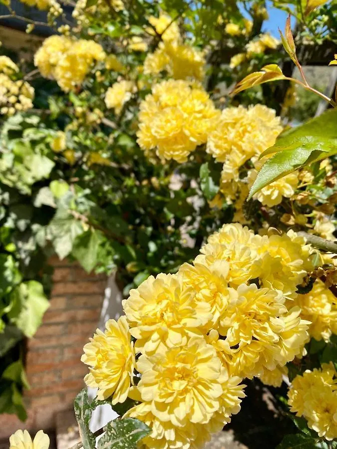 Murmuria Taormina